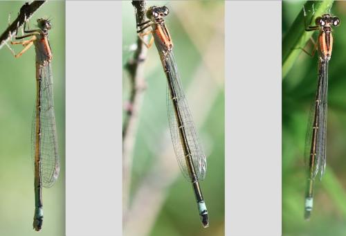 Ischnura elegans